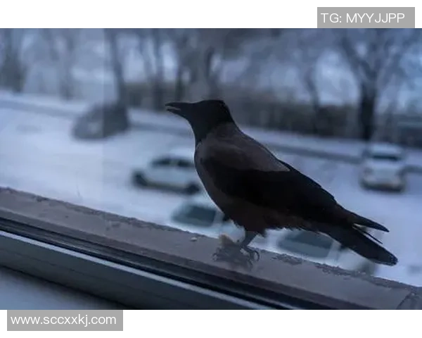 德州人勇斗乌鸦的传奇故事与生存智慧的较量 德州人勇斗乌鸦的传奇故事与生存智慧的较量